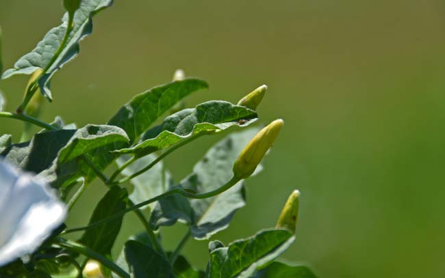 Field Bindweed, Convolvulus arvensis, Southwest Desert Flora